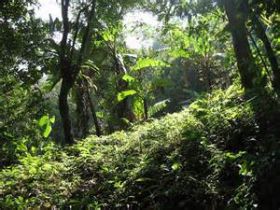 Panamanian rainforest – Best Places In The World To Retire – International Living